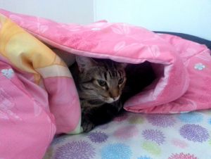 Nepharious' cat Tater.